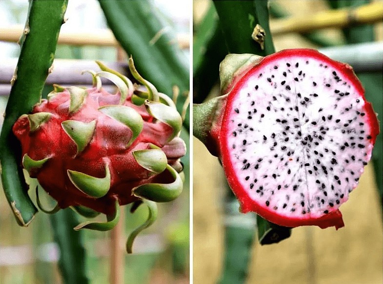 Chinese Researchers Develop New TwoColor Dragon Fruit Variety